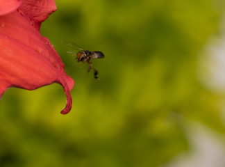 Flying wasp next to a red flower petal