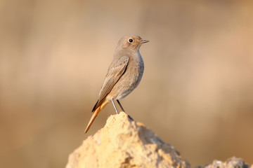 Common redstart on the rock