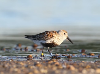 Dunlin with rings