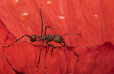 Big red ant on a wet red flower petal