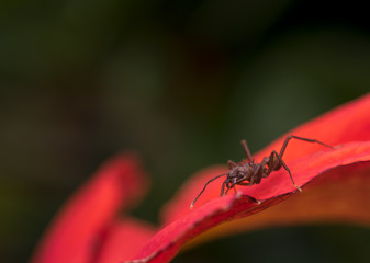 Big red ant on a wet red flower petal