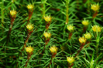 Fototapeta premium Moss in humid forest, Polytrichum commune, common haircap