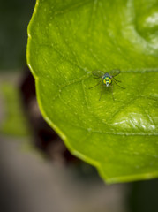 Long-Legged fly resting on a green tree leaf