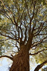 Giant Tree