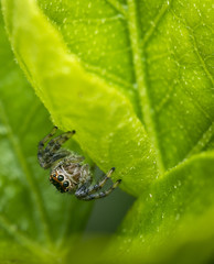 Small jumping spider on a green tree leaf