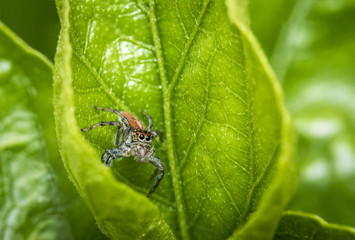 Small jumping spider on a green tree leaf