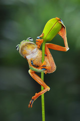 Naklejka premium Tree frog on branch