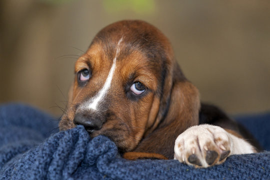  Close up gentle and sweet Basset hound puppy with sad eyes