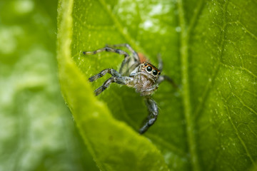Small jumping spider on a green tree leaf