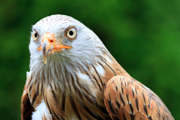 Red Kite