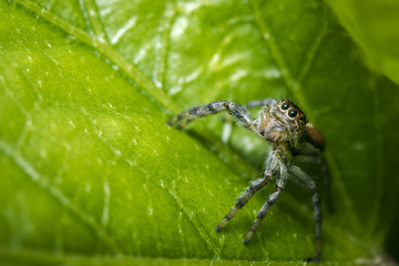 Small jumping spider on a green tree leaf