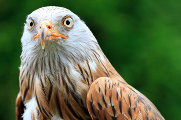 Red Kite