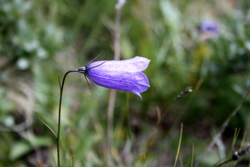 campanella