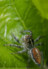 Small jumping spider on a green tree leaf