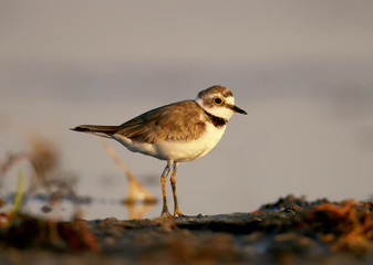 Ringed plover on the lake