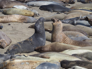 Two sea elephants barking at each other near San Simeon