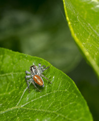 Small jumping spider on a green tree leaf