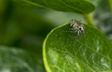 Small jumping spider on a green tree leaf