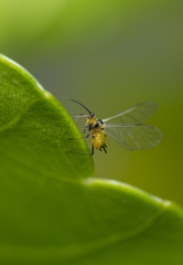 Insect with big wings on a green leaf