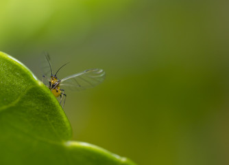 Insect with big wings on a green leaf