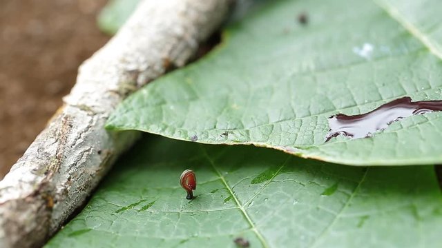 Terrestrial Tiger Leeches (Haemadipsa picta) are common parasites in Thailand. Here it is demonstrated how these leeches wait on leaves