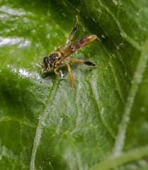 Big wasp wandering on a green tree leaf