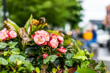Colorful wet flower decoration on sidewalk in Camden, Maine park with pink begonia flowers