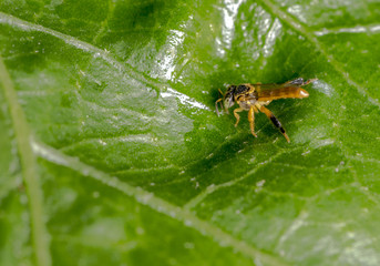 Big wasp wandering on a green tree leaf