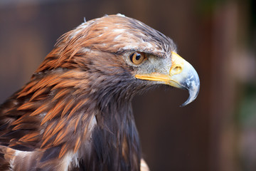 Golden Eagle