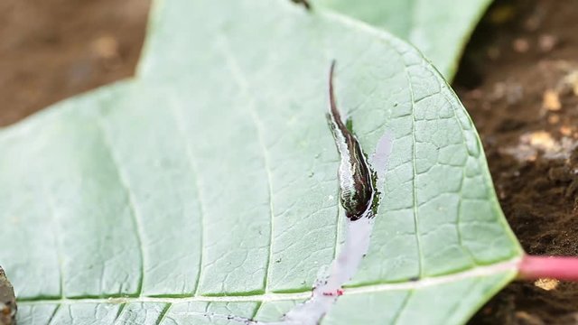 Terrestrial Tiger Leeches (Haemadipsa picta) are common parasites in Thailand. Here it is demonstrated how these leeches wait on leaves