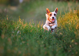 Dog at summer walking