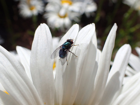 mouche sur marguerite
