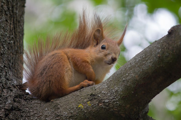 Naklejka na ściany i meble Red squirrel sits on a tree. Animals