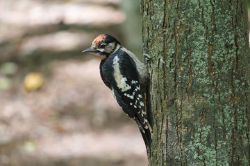 Young woodpecker is sitting on a tree. Birds