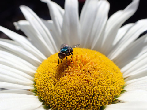 mouche sur marguerite
