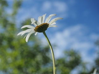 The flower Bud of the Daisy against the sky.