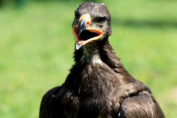 Harris Hawk - Wüstenbussard