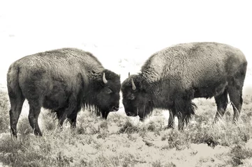 Afwasbaar Fotobehang Bizon Buffels