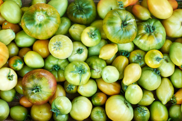 Green Tomatoes. Background Of Green Tomatoes. Close Up.