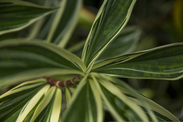 tropical leaves in jungle
