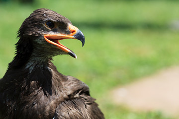 Harris Hawk - Wüstenbussard
