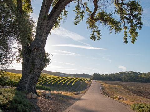 Road at dawn through Paso Robles vineyards in the Central Valley of California United States