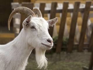 goat`s head