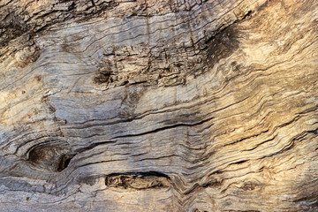 Cracked wood texture of Olive tree bark