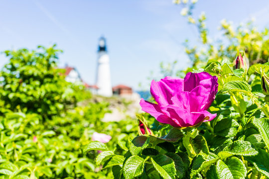Macro closeup of pink rugosa rose rosehip flower on bush in Maine with lighthouse in background