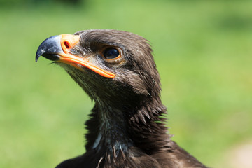 Harris Hawk - Wüstenbussard