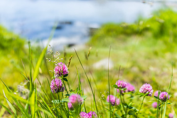 Macro closeup of pink clover flowers on Maine coast with bokeh