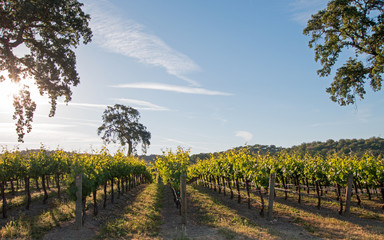 Obraz premium California Valley Oak tree in vineyard at sunrise in Paso Robles vineyard in the Central Valley of California United States