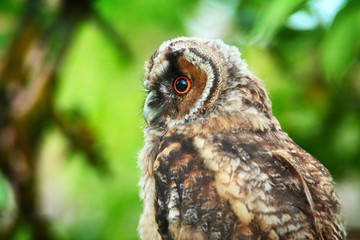 owlet of long eared owl