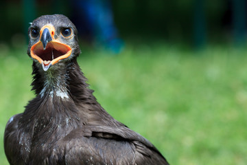 Harris Hawk - Wüstenbussard